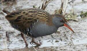 Water Rail