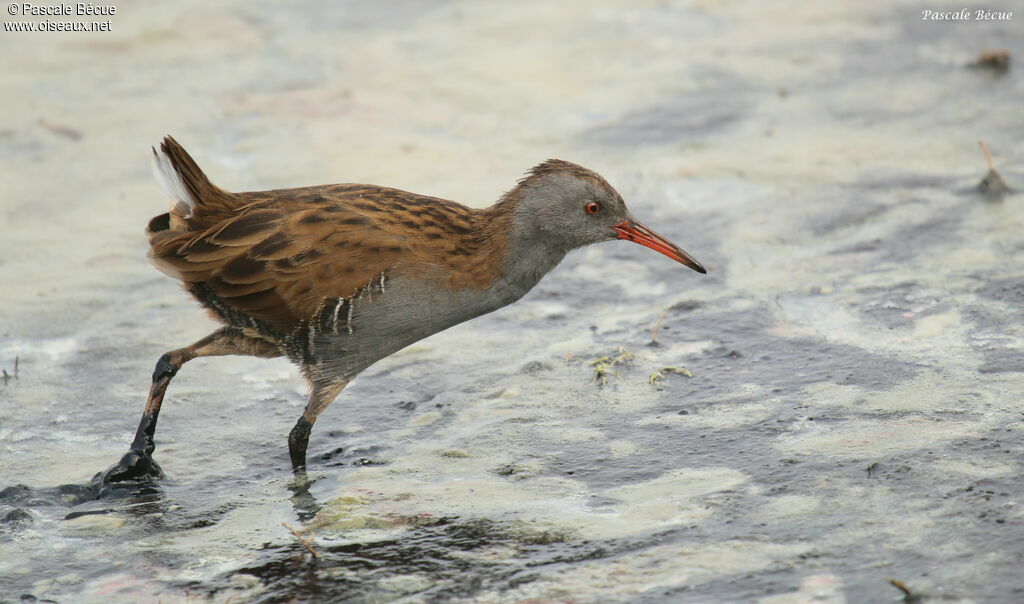 Water Railadult