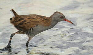 Water Rail