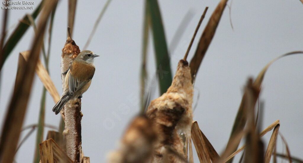 Eurasian Penduline Tit