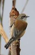 Eurasian Penduline Tit