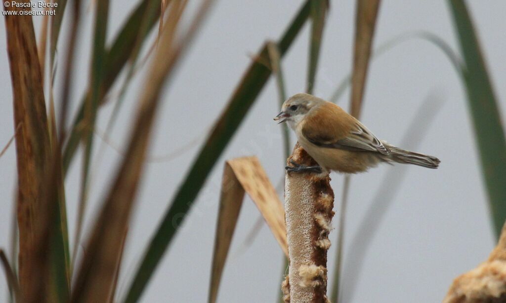 Eurasian Penduline Tit