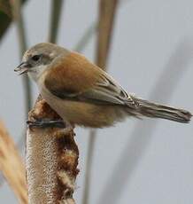 Rémiz penduline