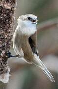 Eurasian Penduline Tit