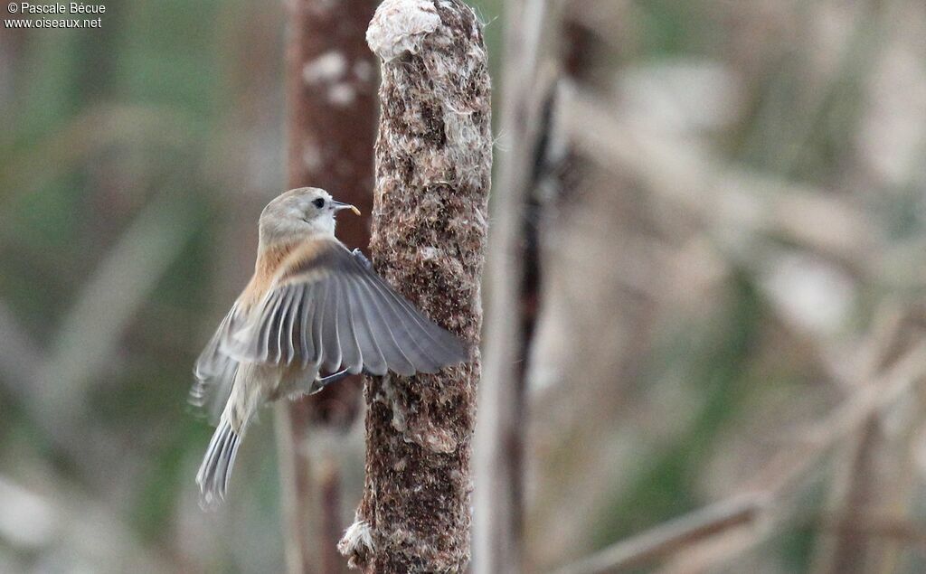 Eurasian Penduline Tit