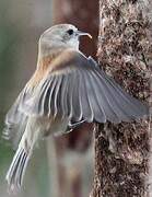 Eurasian Penduline Tit