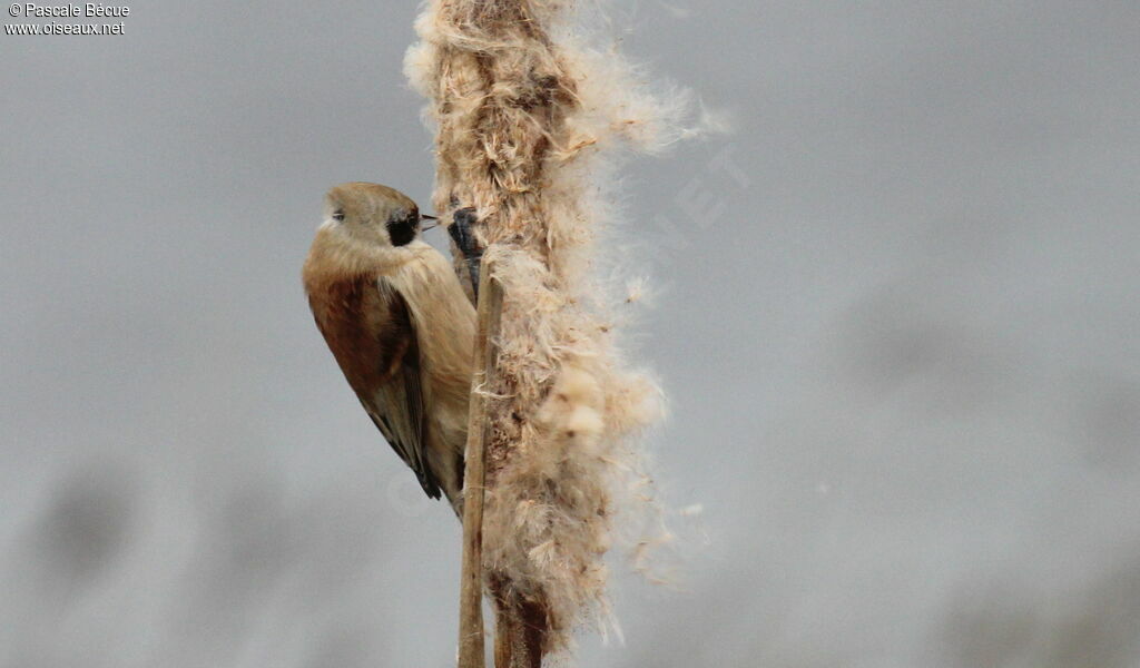 Rémiz penduline