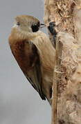 Eurasian Penduline Tit