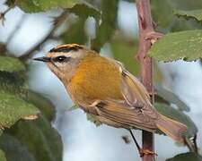 Common Firecrest