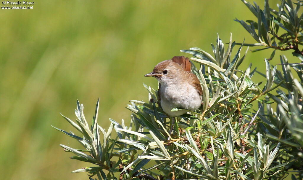 Common Nightingalejuvenile