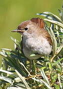 Common Nightingale