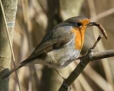 European Robin