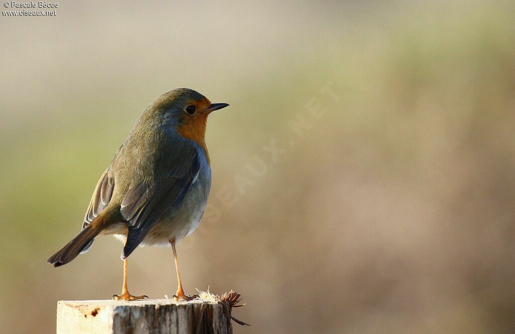 European Robinadult