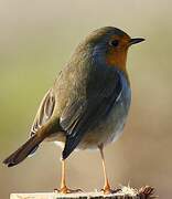 European Robin