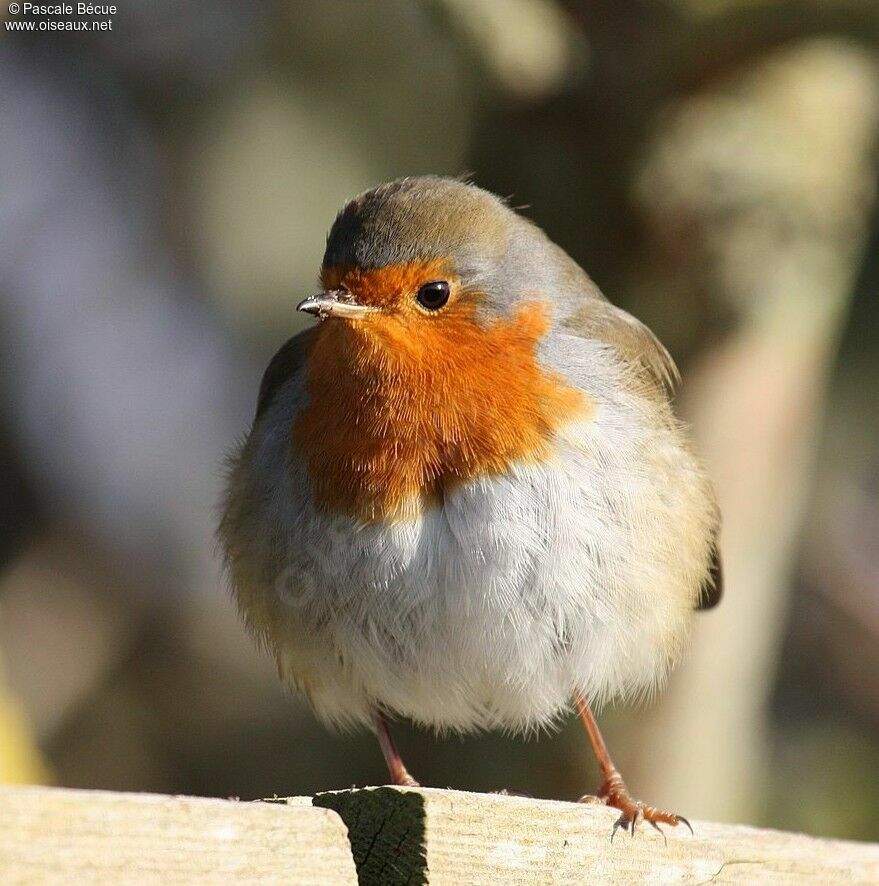 European Robinadult