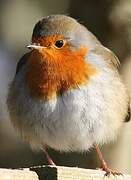 European Robin