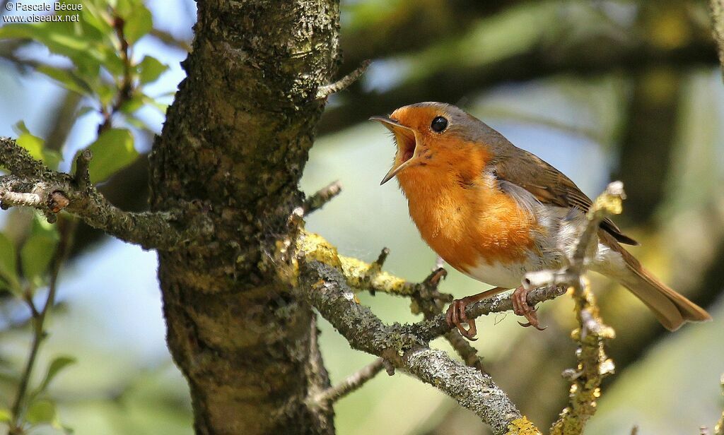 European Robinadult, song