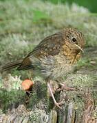 European Robin