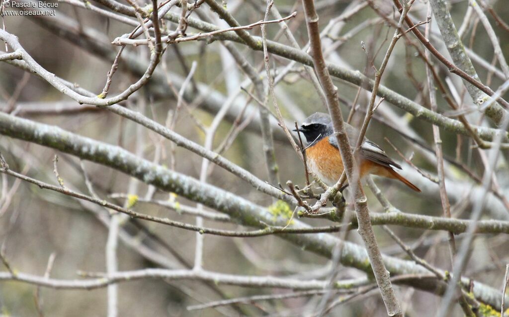 Common Redstart male adult