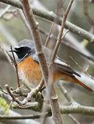 Common Redstart