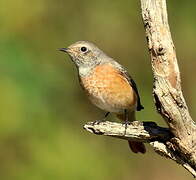 Common Redstart