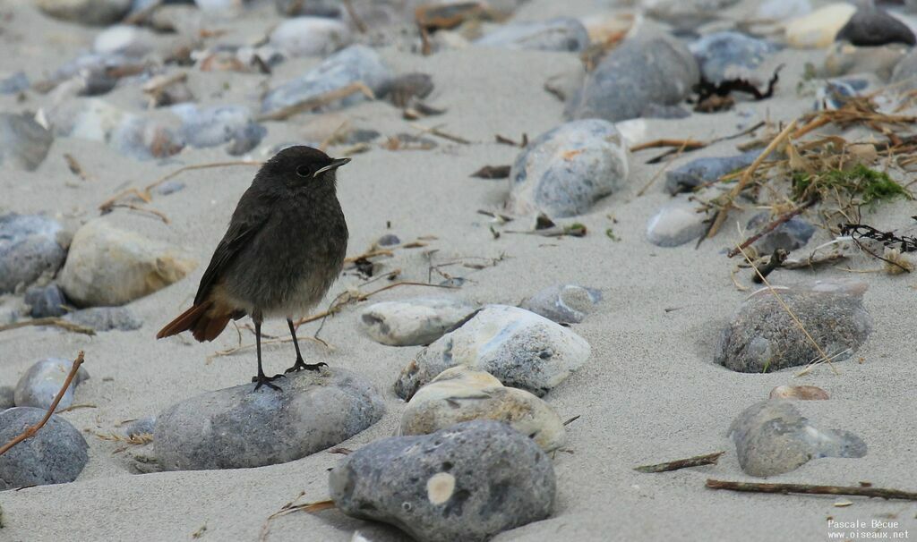 Black Redstartjuvenile