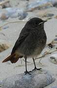 Black Redstart