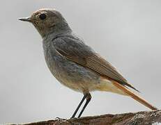 Black Redstart