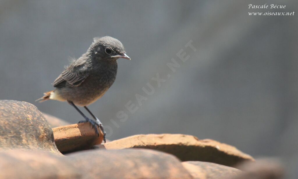 Black Redstartjuvenile