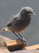 Black Redstart