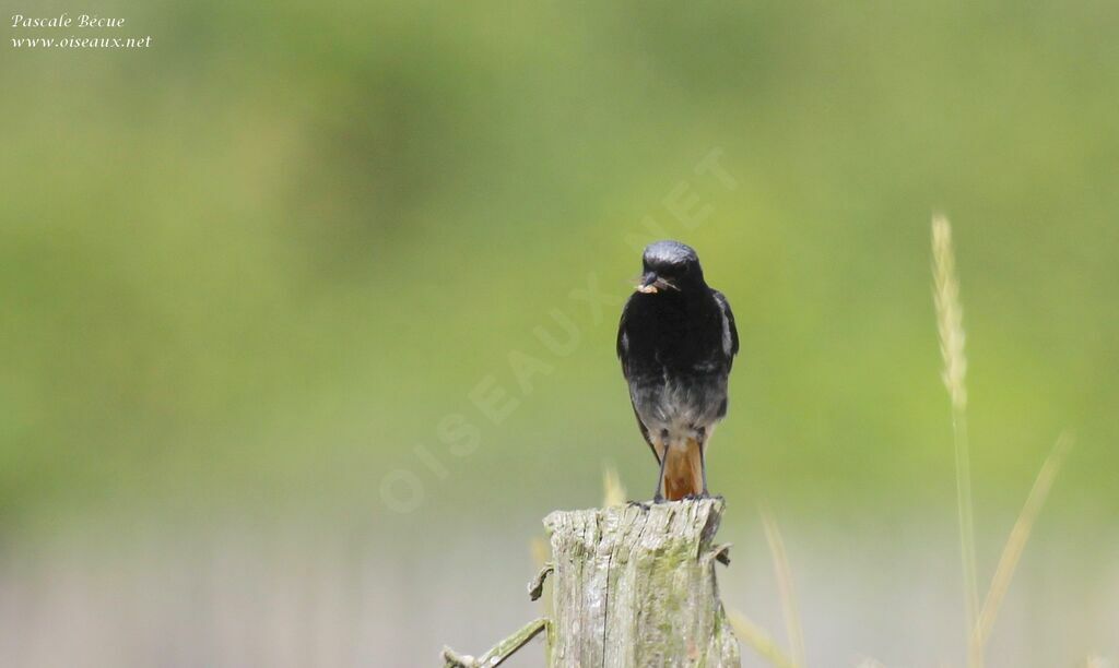 Black Redstart male adult