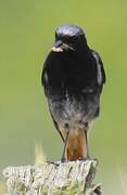 Black Redstart