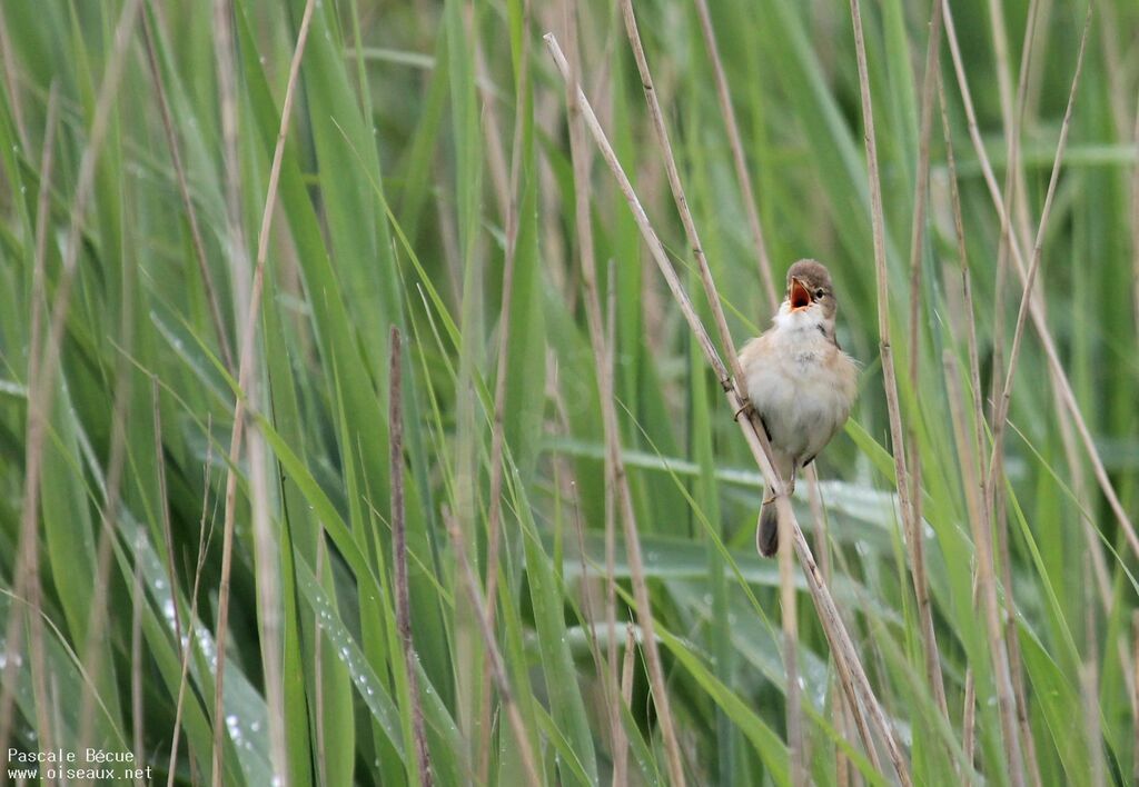 Common Reed Warbleradult