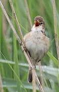 Eurasian Reed Warbler