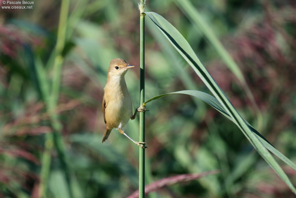 Eurasian Reed Warbler