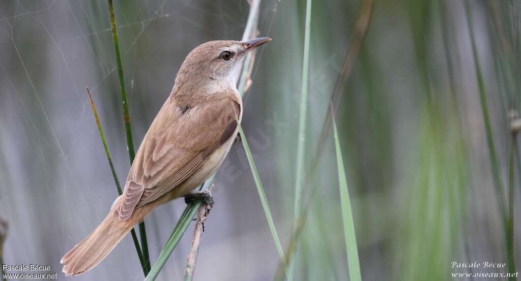 Great Reed Warbleradult, identification