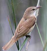 Great Reed Warbler