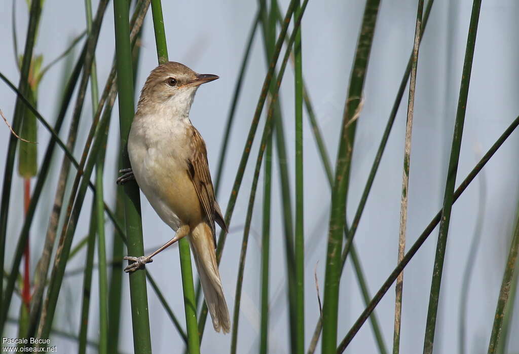 Great Reed Warbleradult, Behaviour