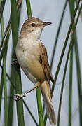 Great Reed Warbler