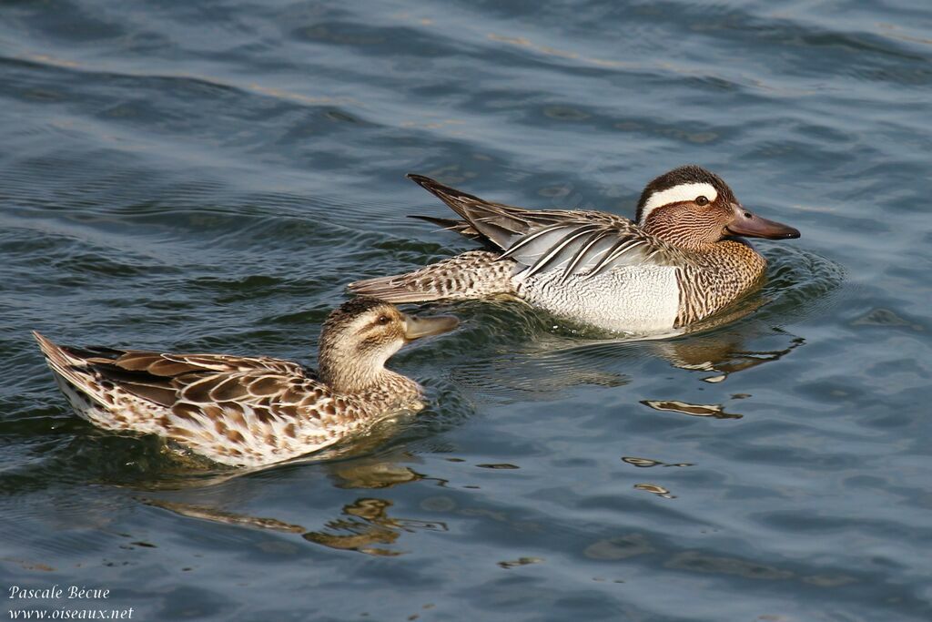 Garganey adult