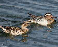 Garganey