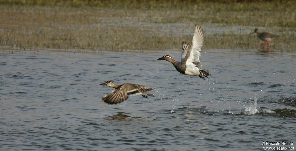 Garganey adult, Flight