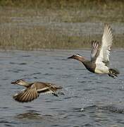 Garganey