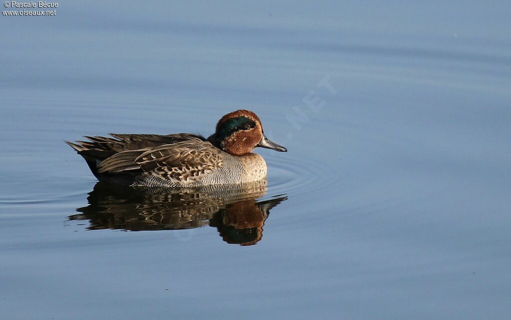 Eurasian Teal male