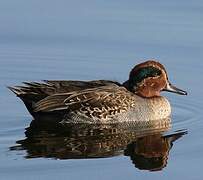 Eurasian Teal