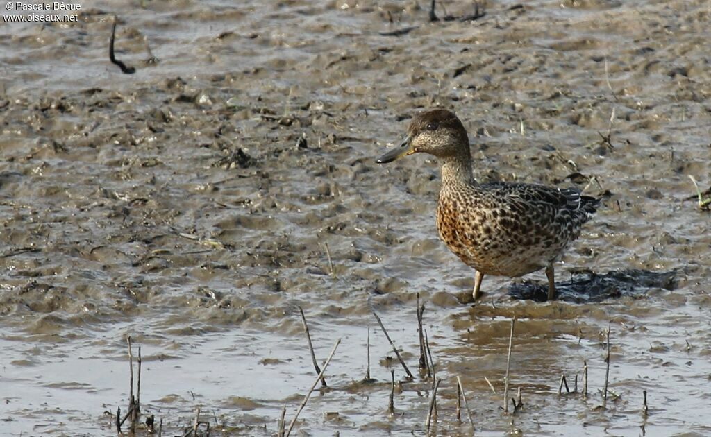 Eurasian Teal female adult