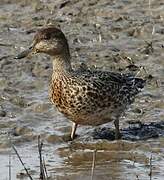 Eurasian Teal