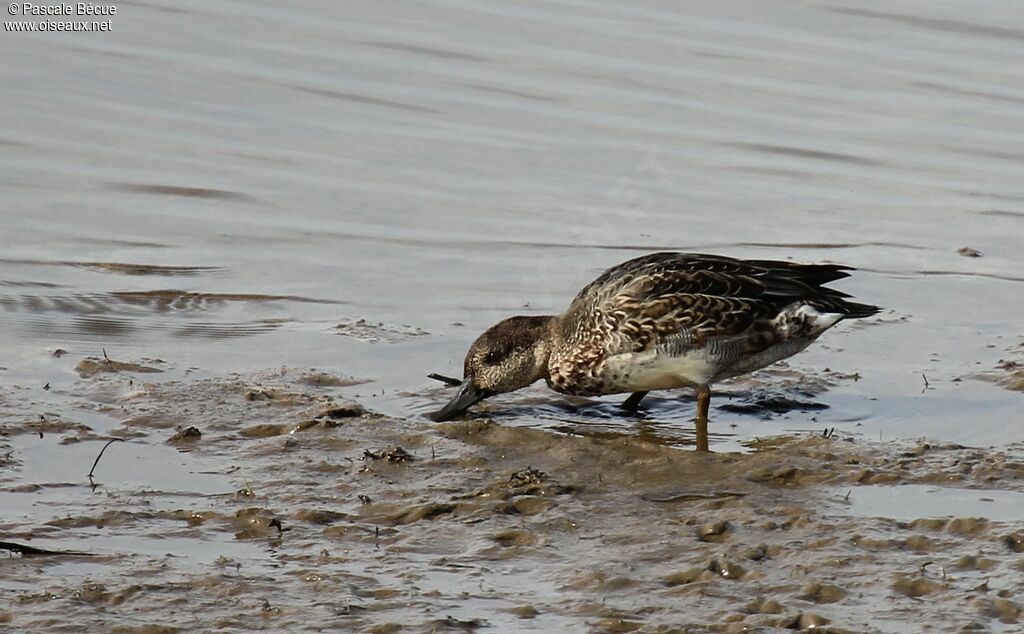 Eurasian Teal female adult