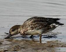 Eurasian Teal