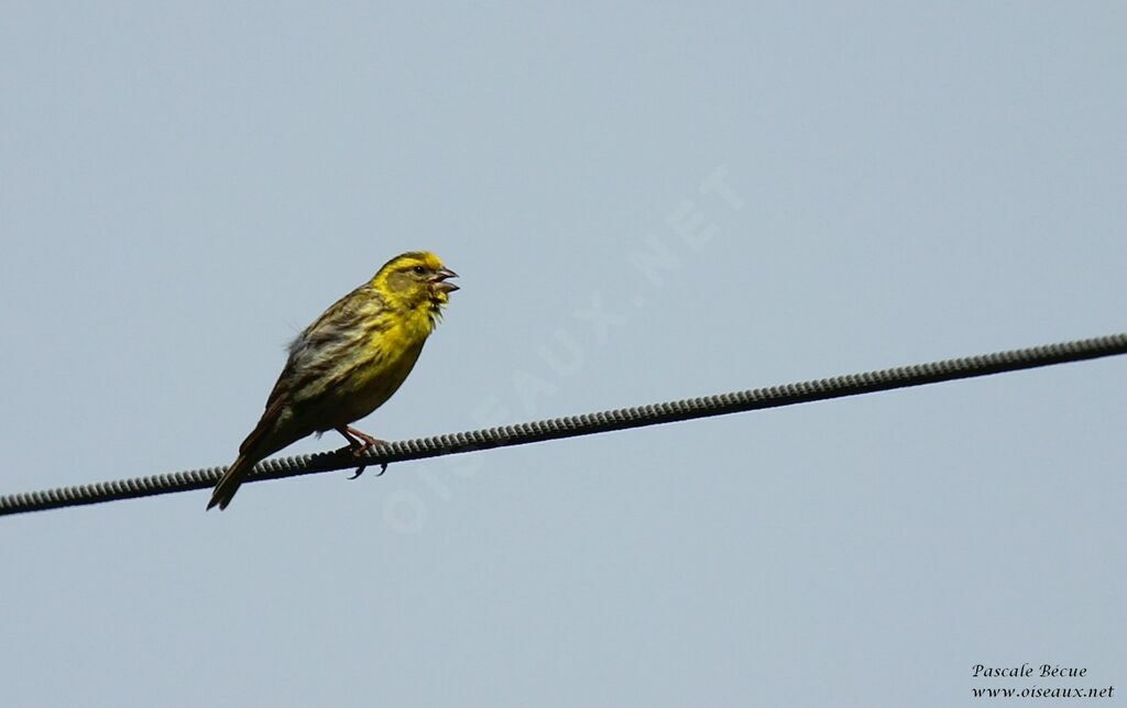 Serin cini mâle adulte